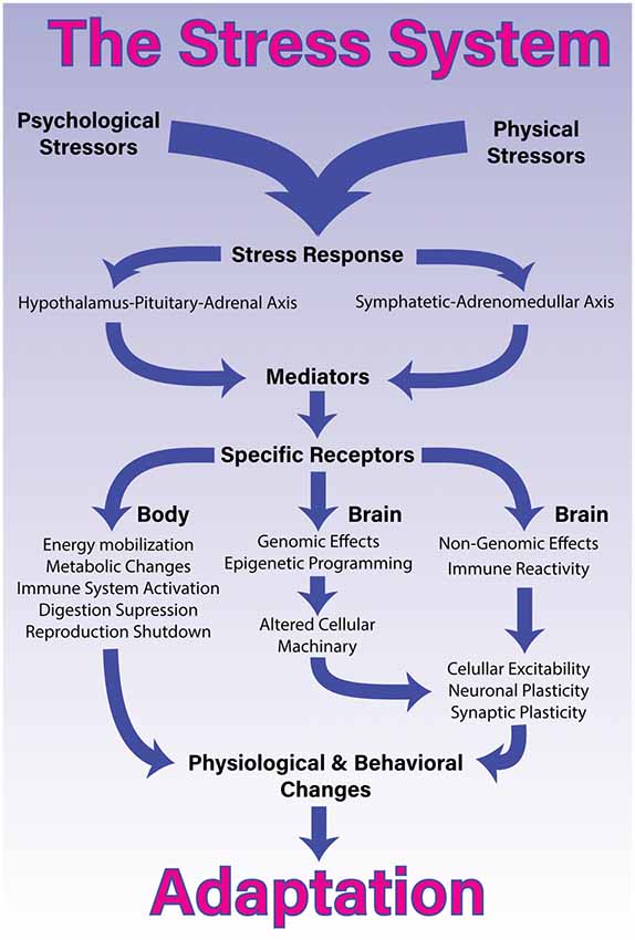 stress response mechanism ancient diabetes reversal