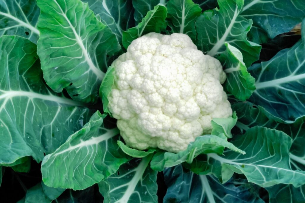 cauliflower ancient diabetes reversal