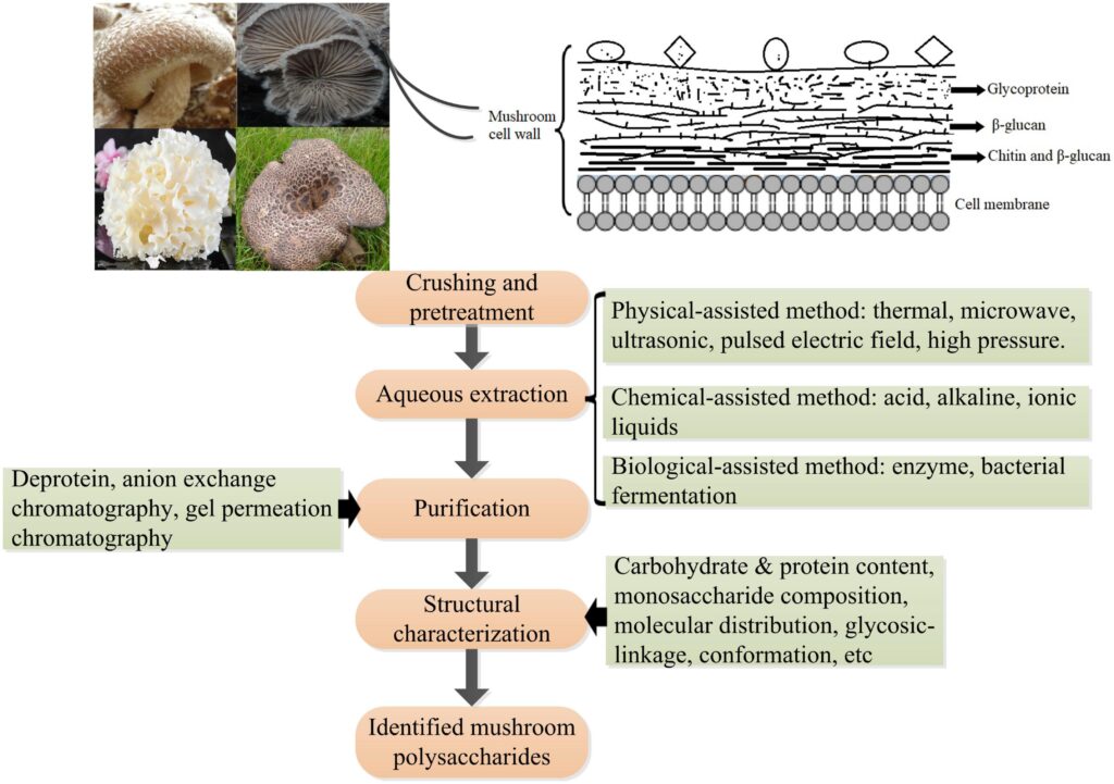 How daily 2 Mushrooms Are Transforming Nerve Health: Groundbreaking Research from Johns Hopkins and California University 3 fnut 09 1087826 g005 ancient diabetes reversal
